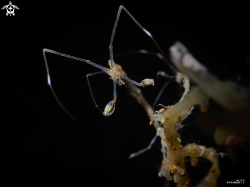 A Skeleton shrimp