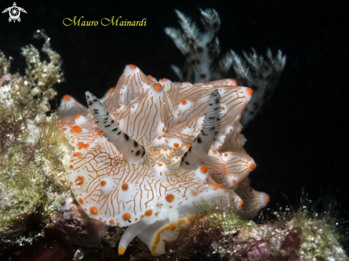 A Nudibranch