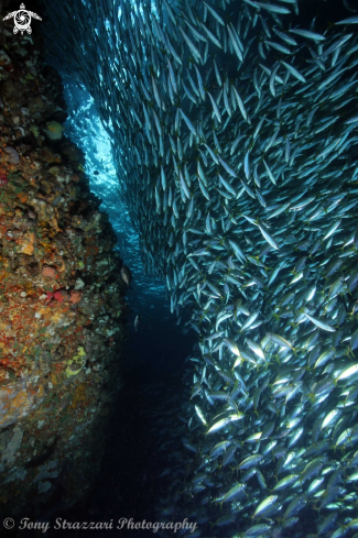 A Trachurus novaezelandiae | Southern yellowtailed scad