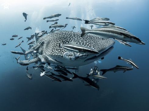 A Rhincodon typus | Whale Shark