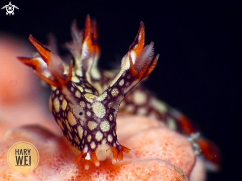 A Bornella aguilla | Nudibranch