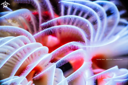 A Protula bispiralis (Savigny, 1822)   | Nudibranch