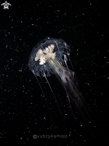 A Jelly Fish