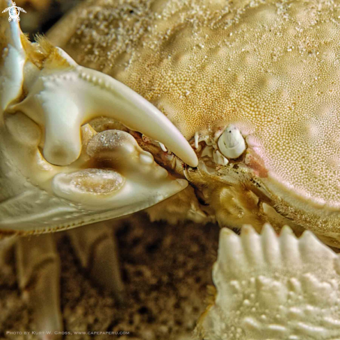 A Giant Box Crab