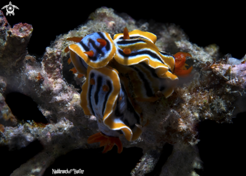 A Nudibranch 