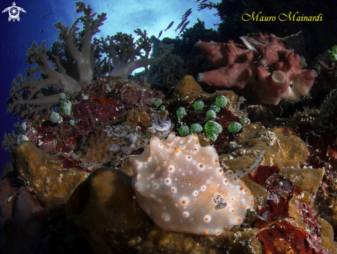 A Nudibranch