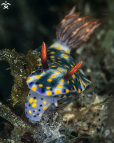 A Hypselodoris sp. | Hypselodoris 