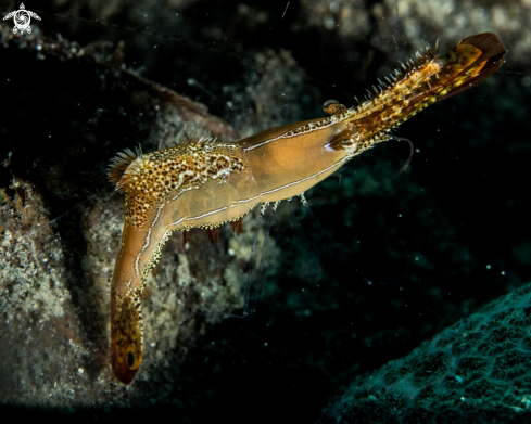 A Leander plumosus | Donald Duck shrimp