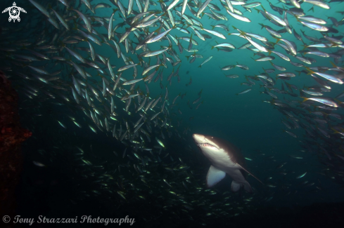 A Carcharias taurus | Grey Nurse Shark