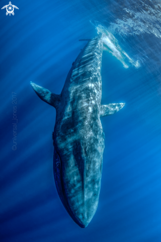 A Blue Whale