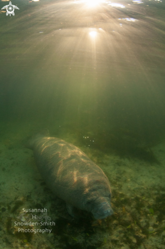 A Trichechidae Trichechus | Manatee