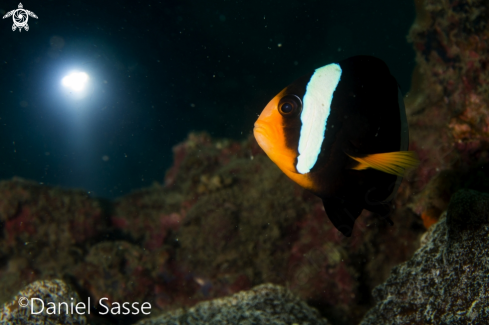 A Orange fin Anemonefish