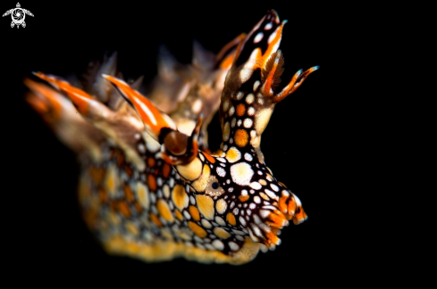 A Bornella anguilla | Nudibranch