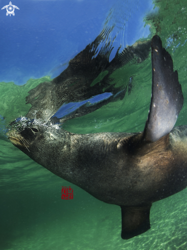 A Sea Lion