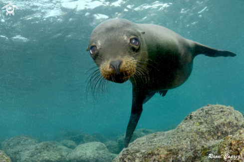 A Sealion