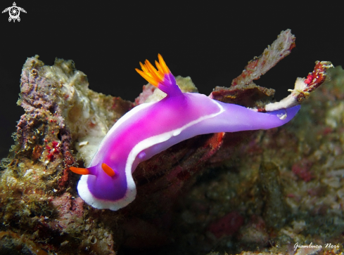 A Hypselodoris 