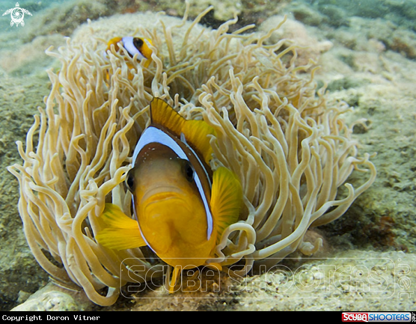 A anemonefish 