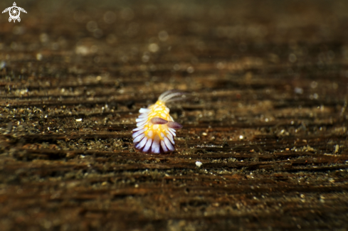 A Goniobranchus Roboi - Chromodoris 