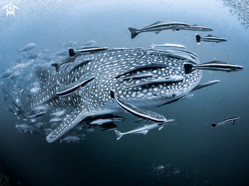 A Rhincodon typus | Whale Shark