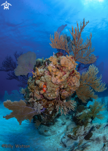 A Stand of various corals and fans