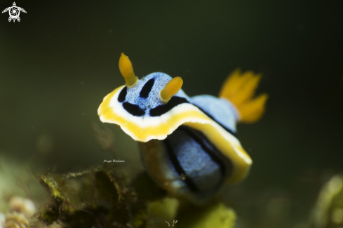 A Chromodoris 