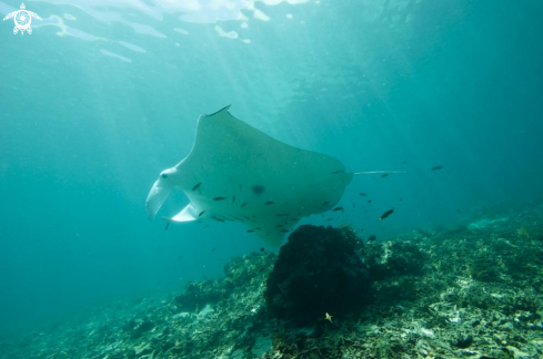 A manta ray