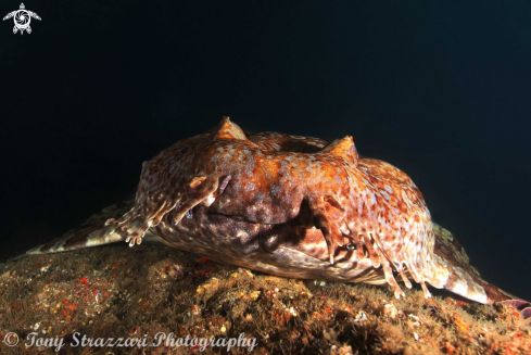 A Orectolobus ornatus | Ornate Wobbegong