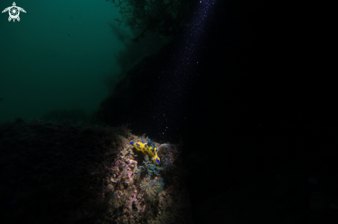 A Nudibranch