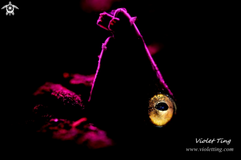 A Napoleon snake eel 