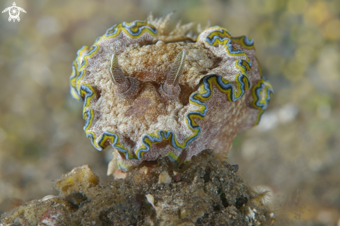 A Glossodoris cincta