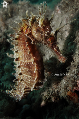 A Hippocampus guttulatus | Seahorse