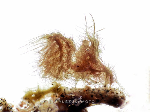 A Hairy Shrimp