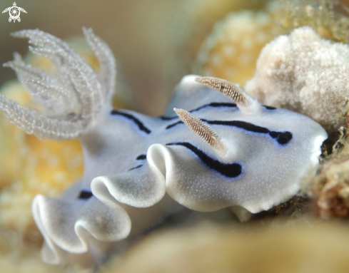 A Chromosdoris locki | Chromodoris Locki