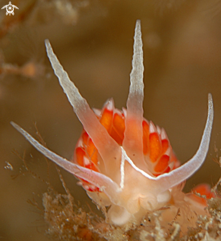 A Flabellina Verta | Flabellina Verta