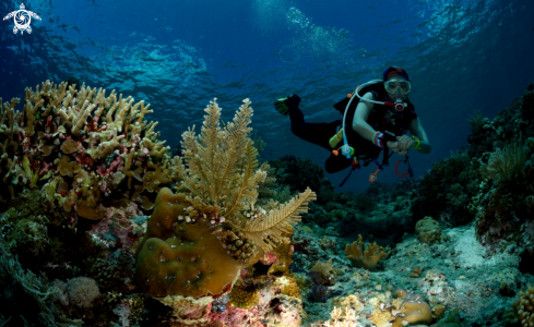 A Diver in the Tropics