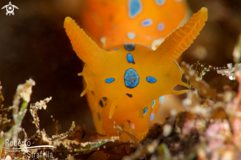 A Polycera elegans | Elegans