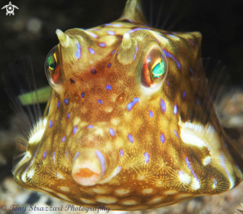 A Thornbacked cowfish