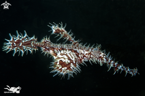 A Ornate pipe gost fish