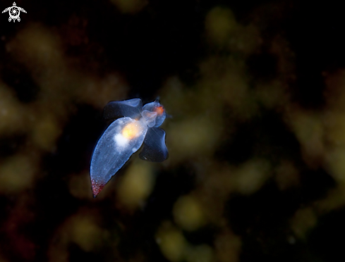 A Sea Angel