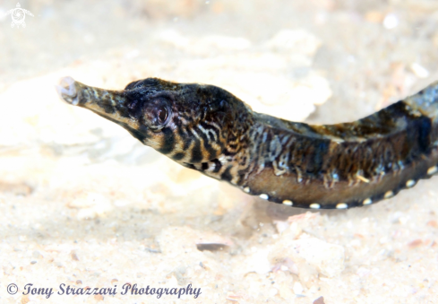 A Tiger Pipefish