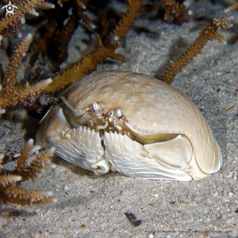 A Giant Box Crab