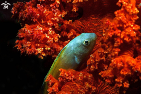 A reef fish