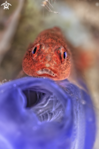 A ghostgoby