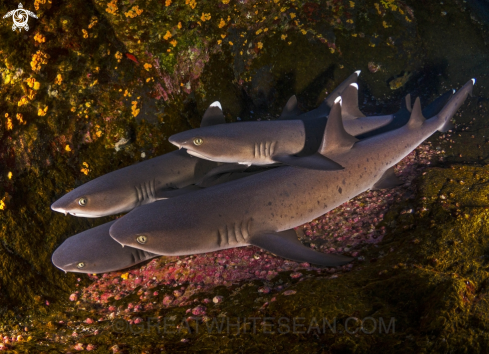 A Whitetip reef shark