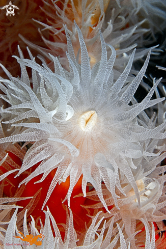 A Dendrophyllia ramea | Coral naranja