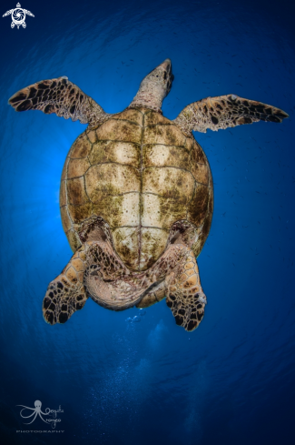 A hawksbill turtle