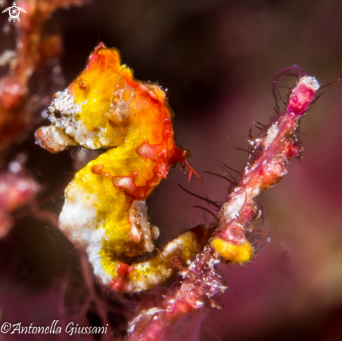 A Hippocampus Pontohi | Pygmy Seahorse