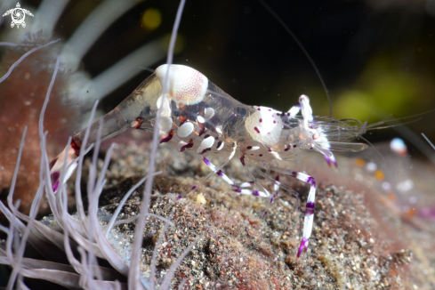 A Spotted cleaner shrimp