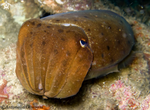 A underwater creature