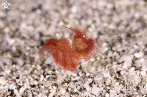 A Phycocaris simulans | Hairy/Algae Shrimp